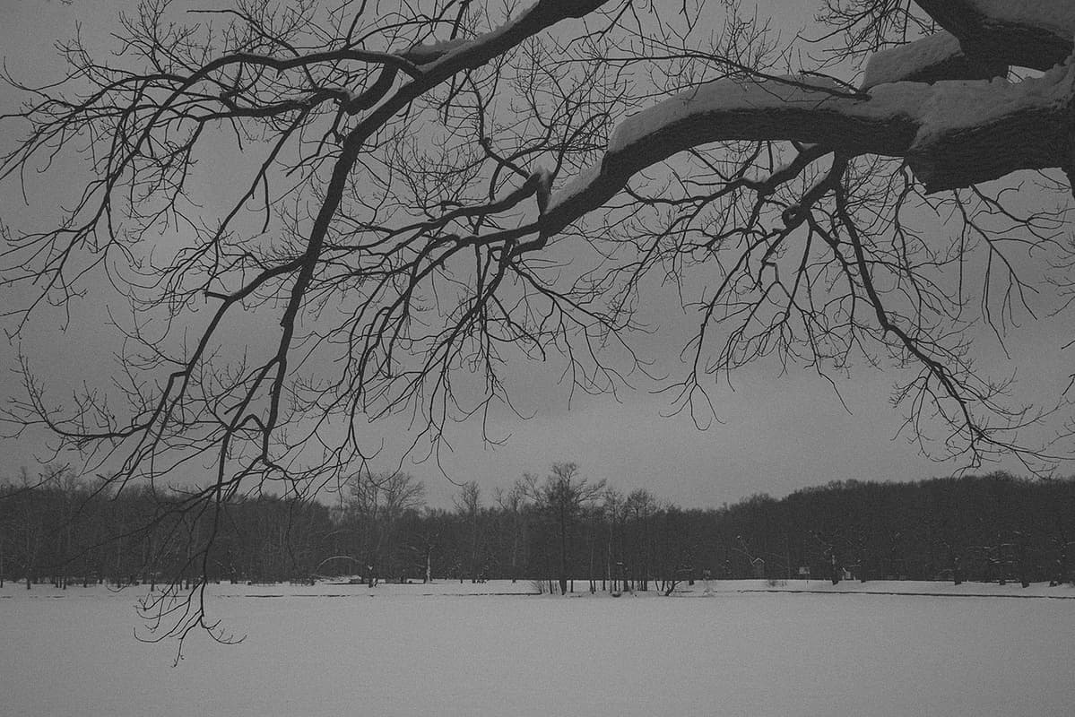 Branches covered in snow over the frozen pond in Kuskovo Park, in the eastern part of Moscow.