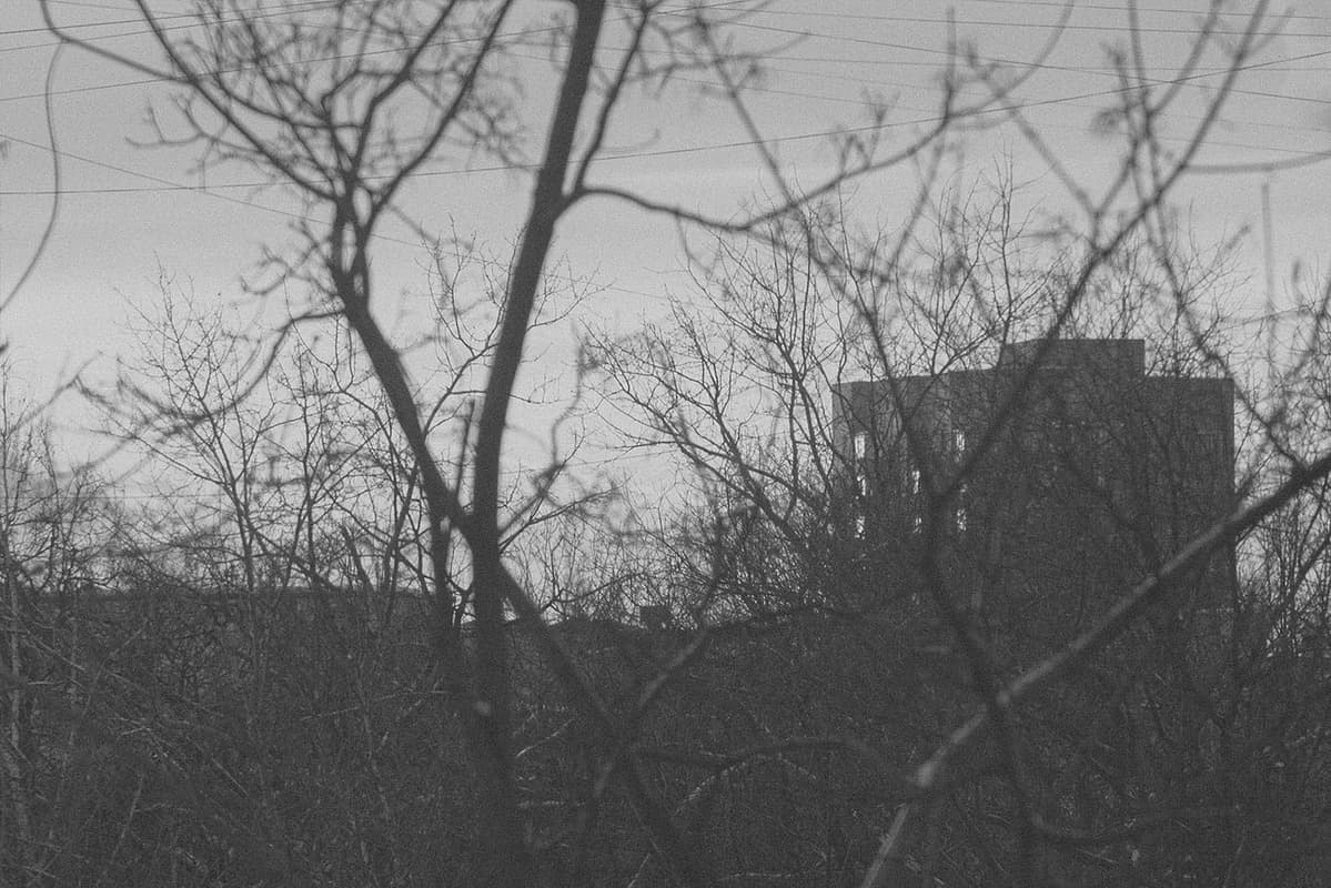 Winter sunset view depicting hundreds of bare branches in front of Soviet-era apartment buildings. Novogireyevo, Moscow.